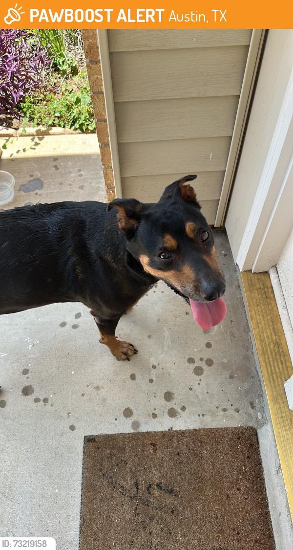 Found/Stray Female Dog last seen Near Doonesbury dr, Austin, Texas, 78758, Austin, TX 78758