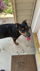 Found/Stray Female Dog last seen Near Doonesbury dr, Austin, Texas, 78758, Austin, TX 78758