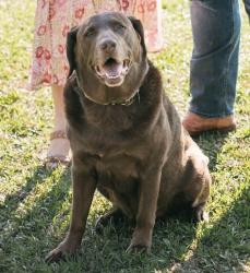 Lost Male Dog last seen McGill Lake / HWY 53, Gulfport, MS 39503