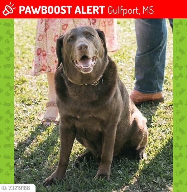 Lost Male Dog last seen McGill Lake / HWY 53, Gulfport, MS 39503