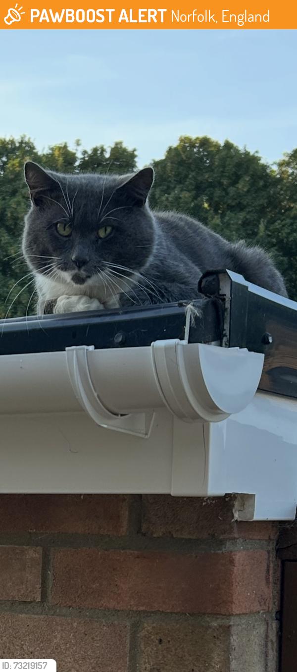 Found/Stray Unknown Cat last seen Off Borrowdale Drive, Norfolk, England 