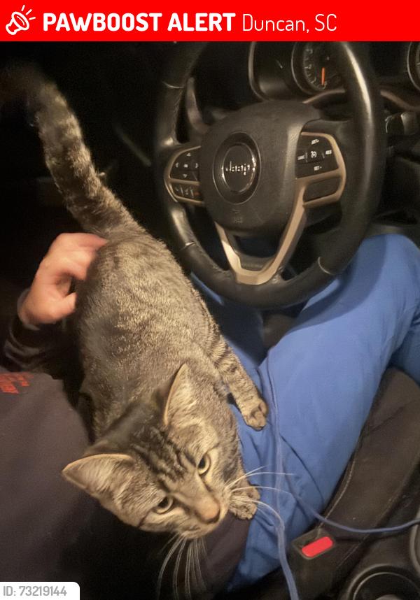 Lost Male Cat last seen Berry shoals rd, Duncan, SC 29334