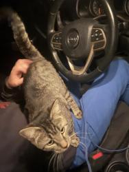 Lost Male Cat last seen Berry shoals rd, Duncan, SC 29334
