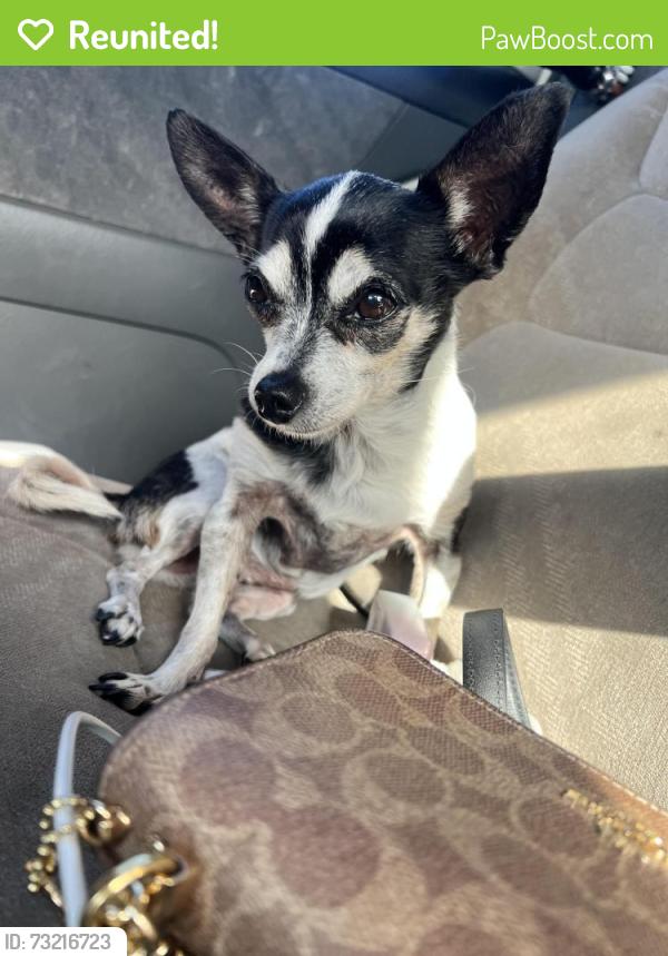 Reunited Female Dog last seen 10th ave and Rudolf road, Palm Springs, FL 33461