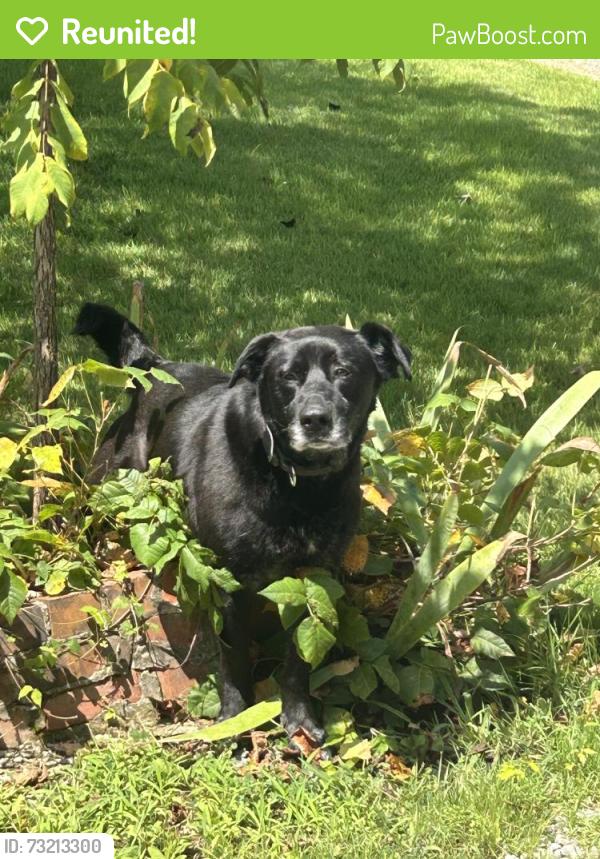 Reunited Male Dog last seen Highway 41 south, Greenbrier, TN 37073