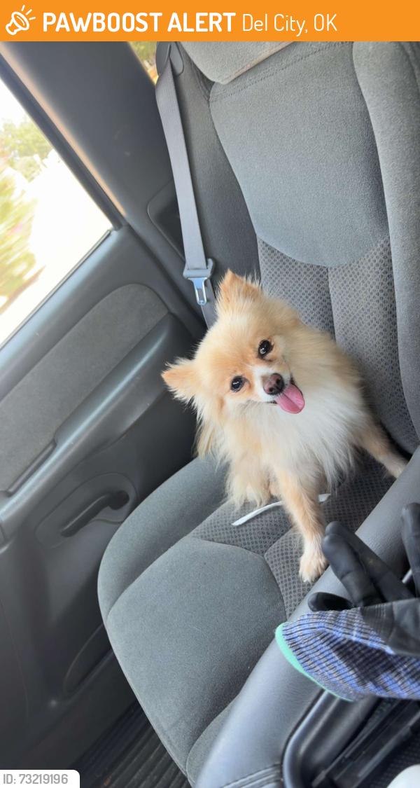 Found/Stray Female Dog last seen Del City Middle school, Del City, OK 73115