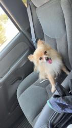 Found/Stray Female Dog last seen Del City Middle school, Del City, OK 73115