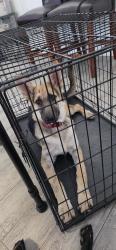 Found/Stray Female Dog last seen Shiver and Trace Ridge Parkway, Fort Worth, TX 76244
