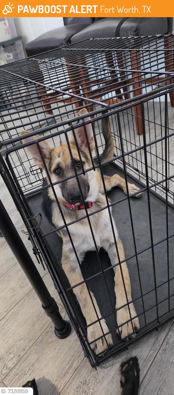 Found/Stray Female Dog last seen Shiver and Trace Ridge Parkway, Fort Worth, TX 76244