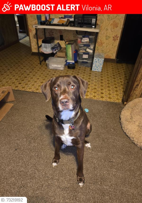Lost Male Dog last seen Highway 64B, vilonia, Vilonia, AR 72173