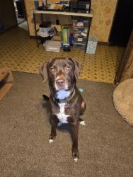 Lost Male Dog last seen Highway 64B, vilonia, Vilonia, AR 72173