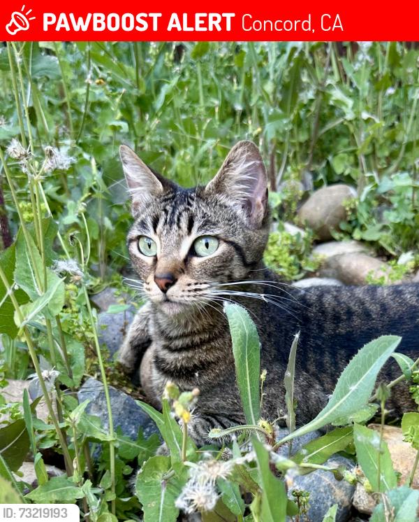 Lost Female Cat last seen Near Grasswood Circle, Concord, CA 94521