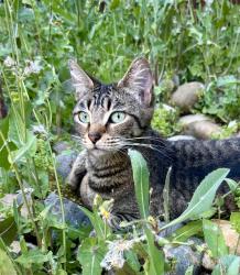 Lost Female Cat last seen Near Grasswood Circle, Concord, CA 94521