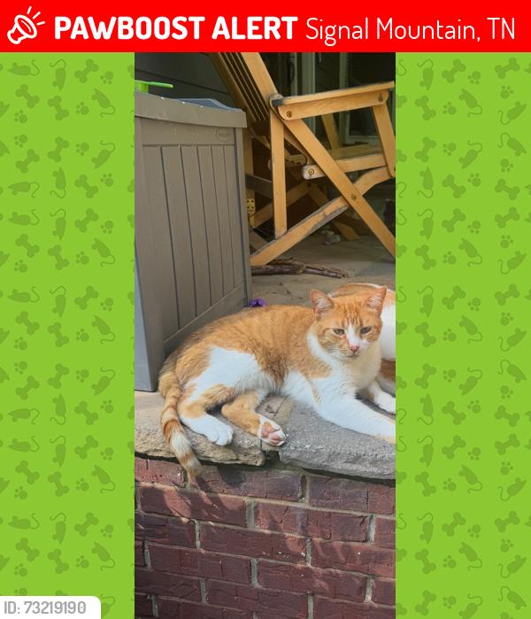 Lost Male Cat last seen Near Gahagan Rd, Signal Mountain, TN 37377