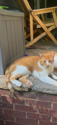Lost Male Cat last seen Near Gahagan Rd, Signal Mountain, TN 37377