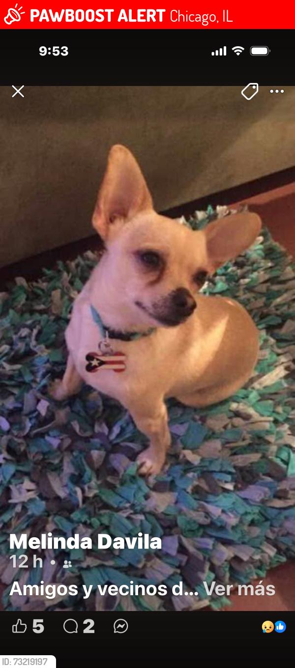 Lost Male Dog last seen Near s maplewood chicago il 60629, Chicago, IL 60629
