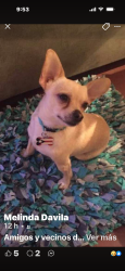 Lost Male Dog last seen Near s maplewood chicago il 60629, Chicago, IL 60629