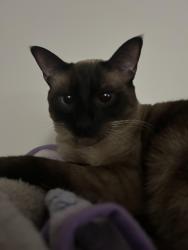 Lost Female Cat last seen Near highway 7, Milton, ON L0P 1H0