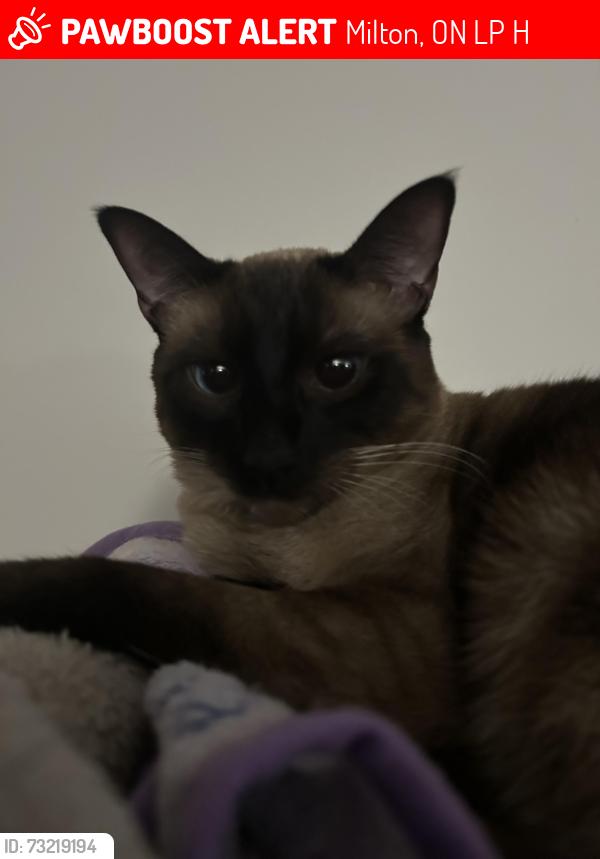 Lost Female Cat last seen Near highway 7, Milton, ON L0P 1H0