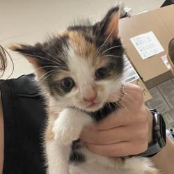 Shelter Stray Female Cat last seen , 54687 Co Rd 19, Bristol, IN 46507, USA