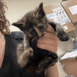 Shelter Stray Female Cat last seen , 54687 Co Rd 19, Bristol, IN 46507, USA