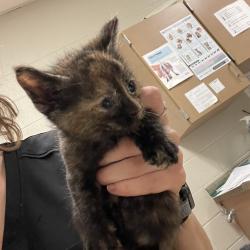 Shelter Stray Female Cat last seen , 54687 Co Rd 19, Bristol, IN 46507, USA