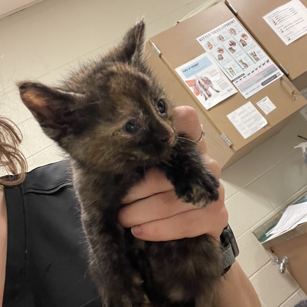 Shelter Stray Female Cat last seen , 54687 Co Rd 19, Bristol, IN 46507, USA