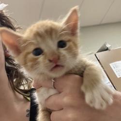 Shelter Stray Male Cat last seen , 54687 Co Rd 19, Bristol, IN 46507, USA