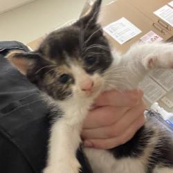 Shelter Stray Female Cat last seen , 54687 Co Rd 19, Bristol, IN 46507, USA