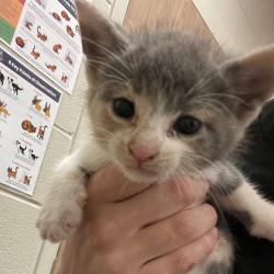 Shelter Stray Female Cat last seen , 54687 Co Rd 19, Bristol, IN 46507, USA