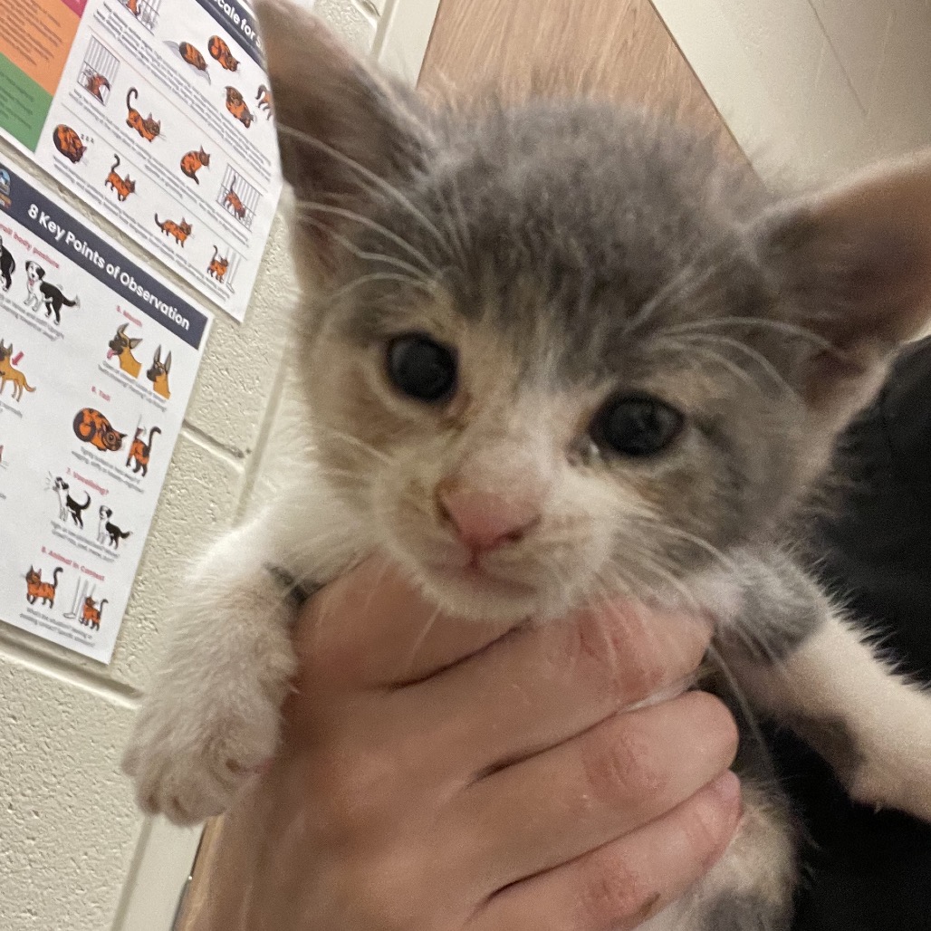 Shelter Stray Female Cat last seen , 54687 Co Rd 19, Bristol, IN 46507, USA