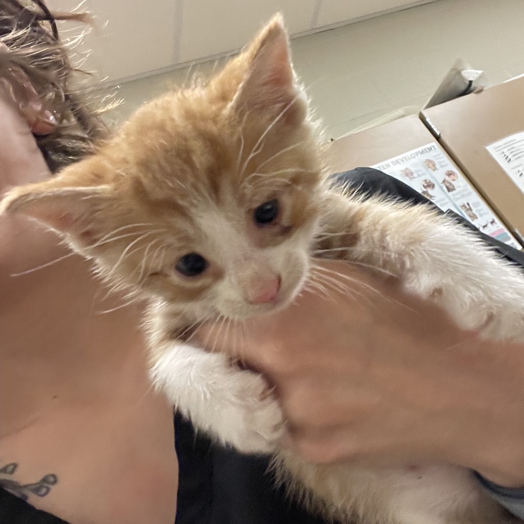 Shelter Stray Male Cat last seen , 54687 Co Rd 19, Bristol, IN 46507, USA