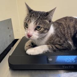 Shelter Stray Female Cat last seen , 361 S Raymond Ave, Pasadena, CA 91105, USA