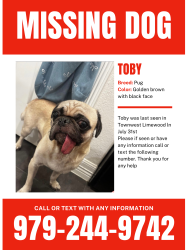 Lost Male Dog last seen Townewest, Fort Bend County, TX 77498