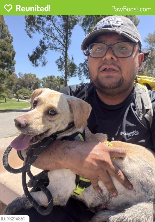 Reunited Male Dog last seen Gothard and Talbert, Huntington Beach, CA 92647