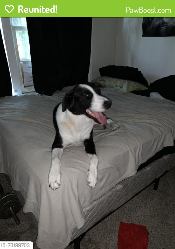 Reunited Male Dog last seen Biggs Terrace and Wynne Terrace Arlington, Tx 76010, Arlington, TX 76010
