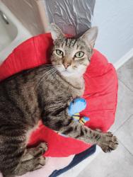 Found/Stray Female Cat last seen Hampton inn, Ashland, VA 23005