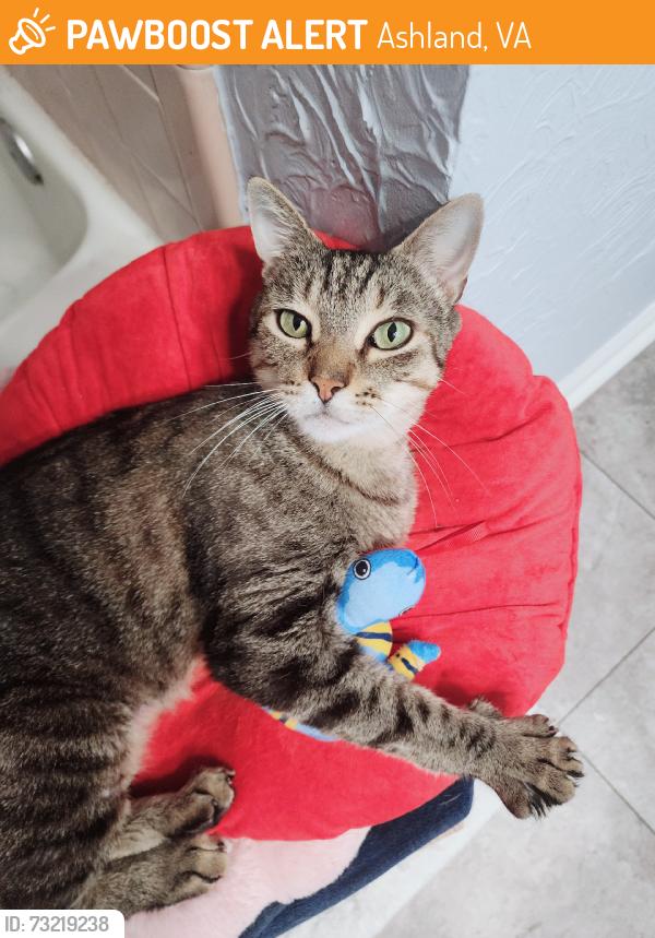 Found/Stray Female Cat last seen Hampton inn, Ashland, VA 23005