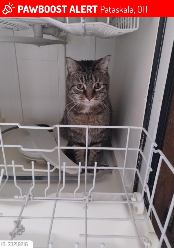 Lost Male Cat last seen Broad street, Pataskala, OH 43062
