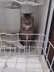 Lost Male Cat last seen Broad street, Pataskala, OH 43062