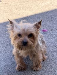Lost Male Dog last seen Davi Ave, Pittsburg, CA 94565