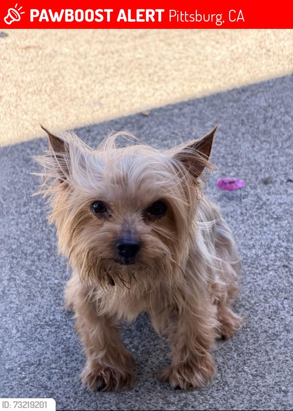 Lost Male Dog last seen Davi Ave, Pittsburg, CA 94565