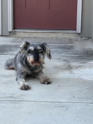 Found/Stray Male Dog last seen Near Enzo gate unit 102, San Antonio, TX 78253