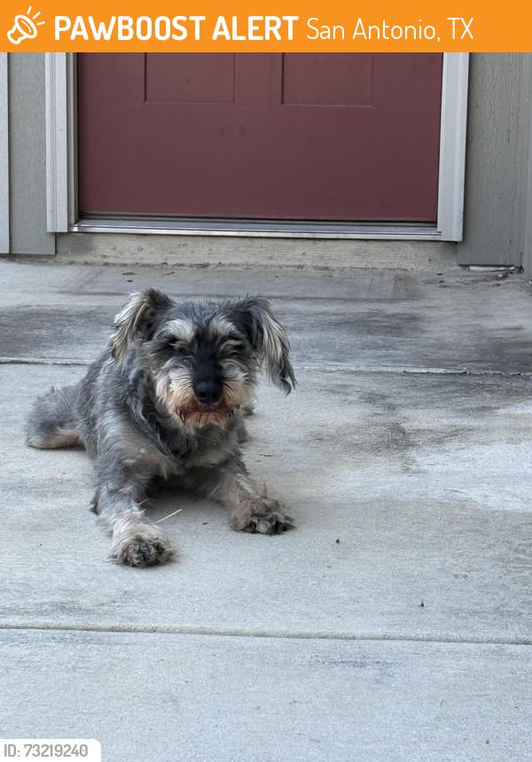 Found/Stray Male Dog last seen Near Enzo gate unit 102, San Antonio, TX 78253