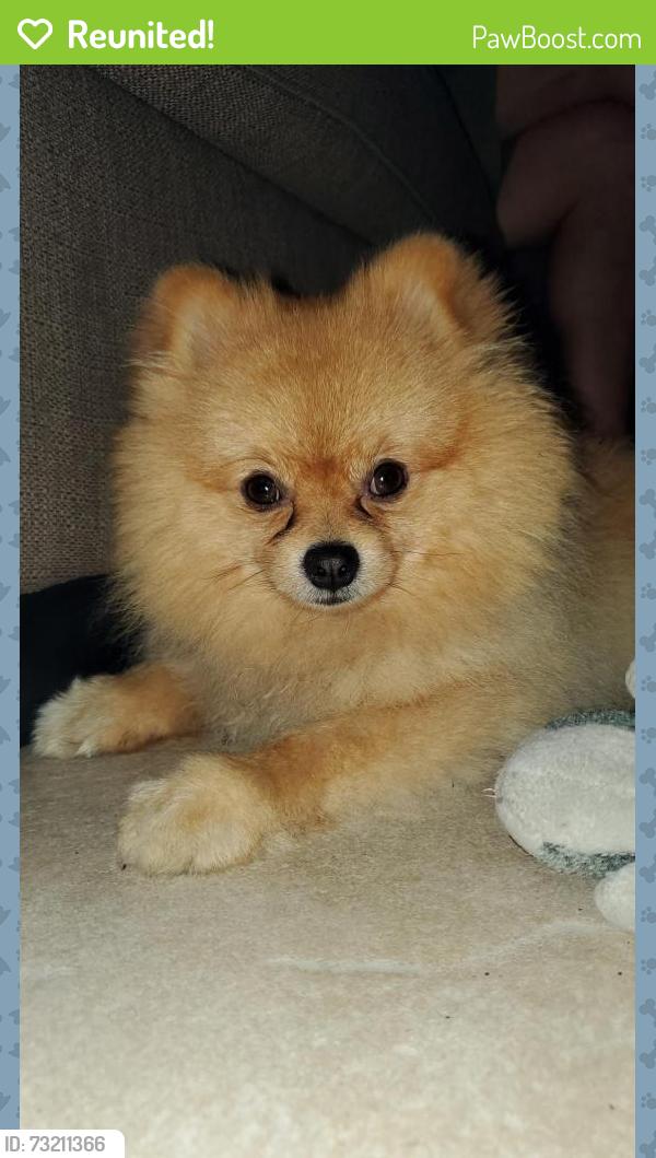 Reunited Male Dog last seen California and state, Huntington Park, CA 90255