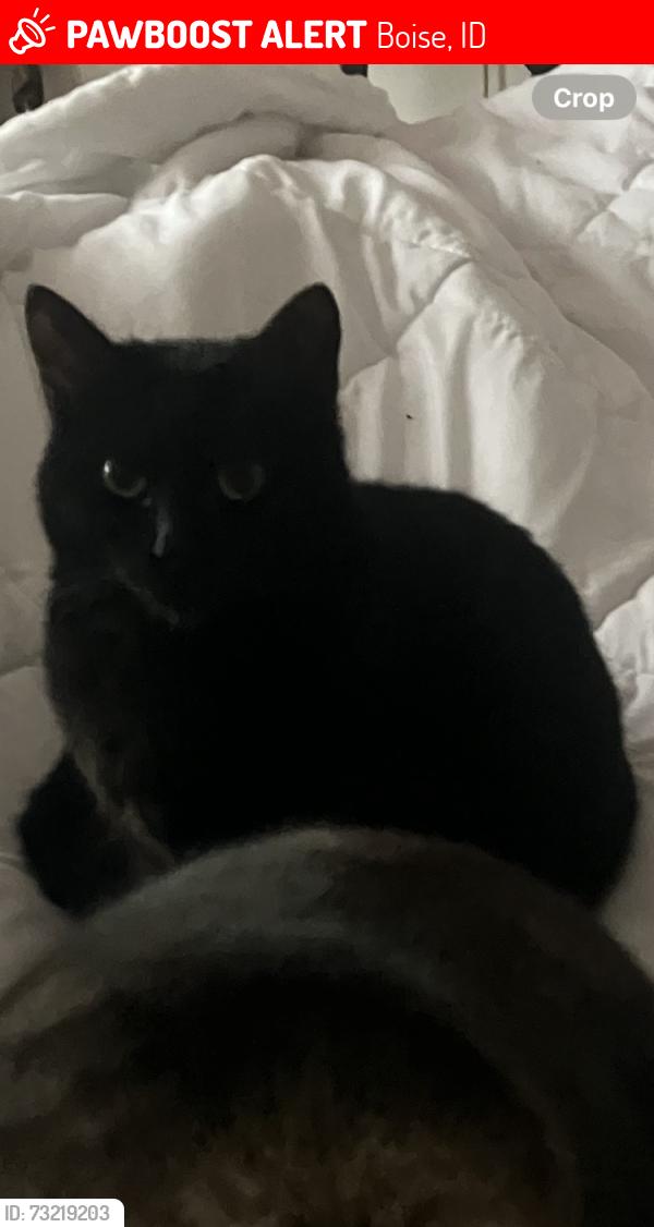 Lost Female Cat last seen Near South Deselm Way, Boise, Boise, ID 83716