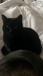 Lost Female Cat last seen Near South Deselm Way, Boise, Boise, ID 83716