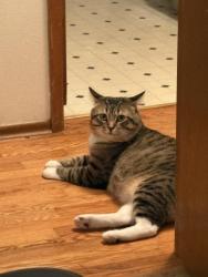 Lost Male Cat last seen Kiernan and Cedar, Spokane, WA 99205