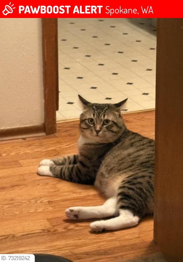 Lost Male Cat last seen Kiernan and Cedar, Spokane, WA 99205