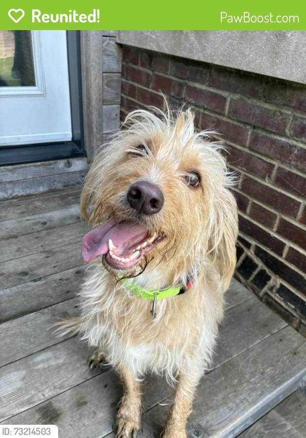 Reunited Unknown Dog last seen Tower Grove and McRee, St. Louis, MO 63110